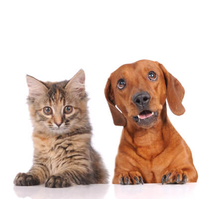 Brown Cat and Dog