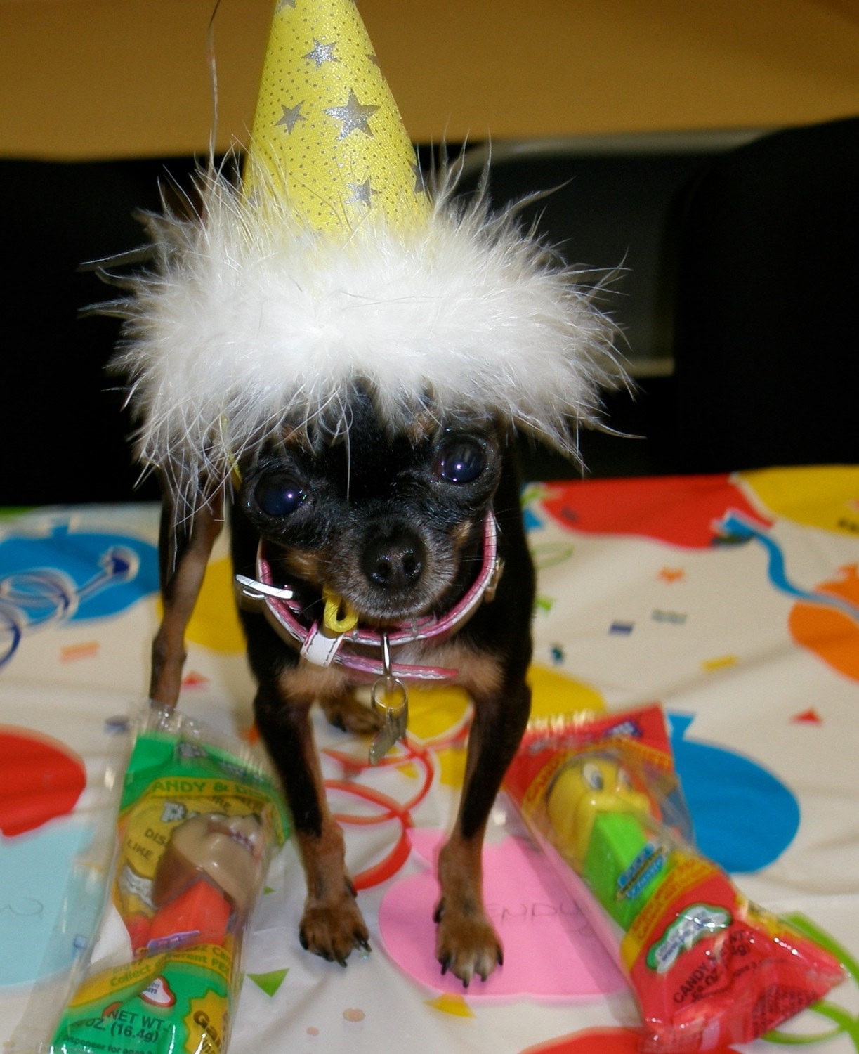 Dog in party hat