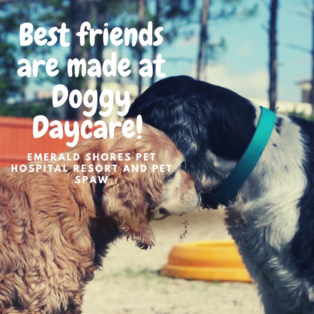Best Friends are made at Doggy Daycare!